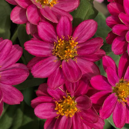 Cherry Profusion, Zinnia Seeds - Packet image number null